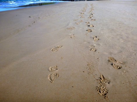 Footloose and free at Tunkalilla Beach