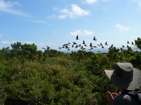 Black Cockatoos