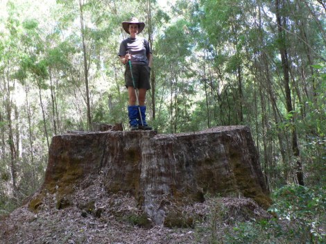 Largest Karri tree - now only a stump