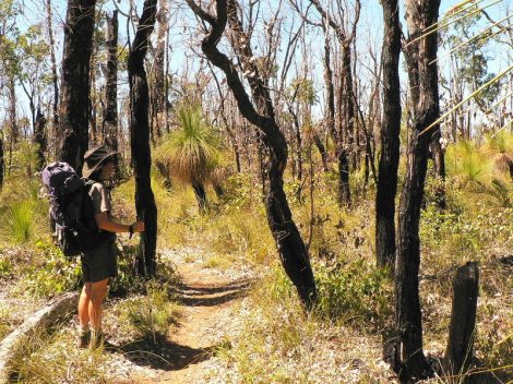 Logged and burnt landscape