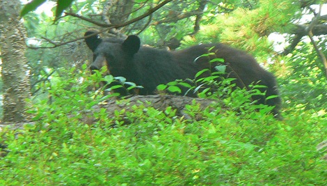 Black Bear watching us go past.