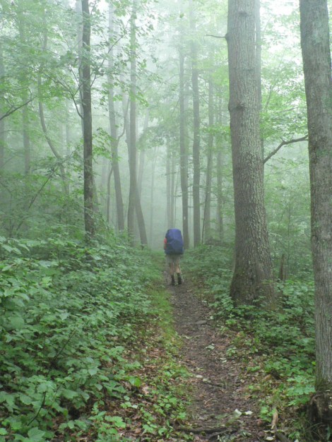 Part of the green tunnel in Massachusetts